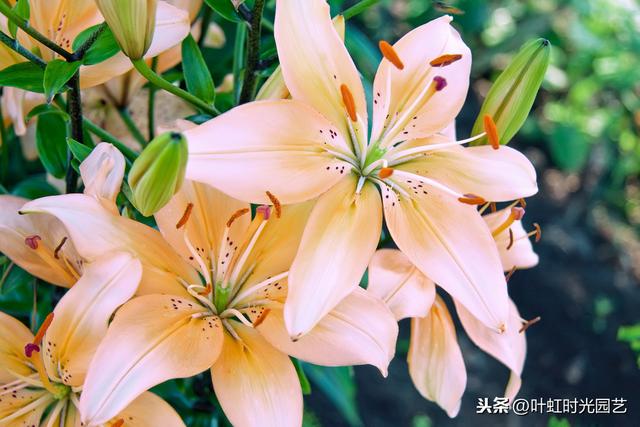 开春宅家来养花：百合插枝也能开花？快来学会这几点吧