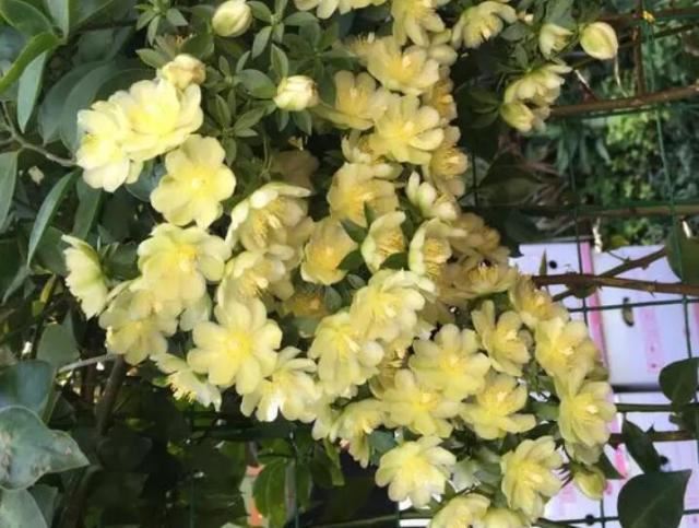 此花超好养，花量不输“三角梅”，1年蹿3米，枝条沾土生根