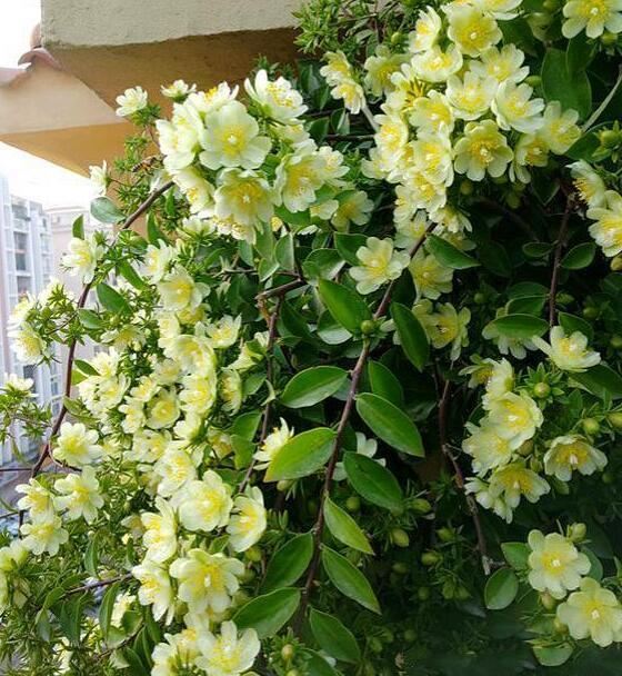 此花超好养，花量不输“三角梅”，1年蹿3米，枝条沾土生根