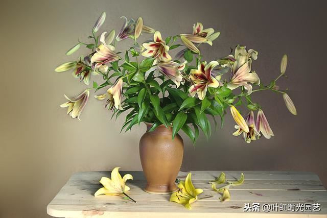 开春宅家来养花：百合插枝也能开花？快来学会这几点吧