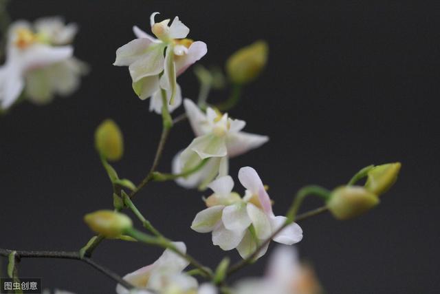 文心兰不开花，原因往往是1点，及时调整，花开“爆满盆