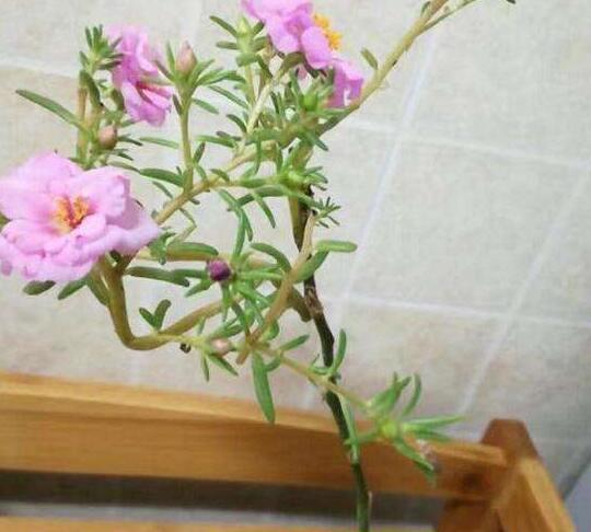 此花超好养，花量不输“三角梅”，1年蹿3米，枝条沾土生根