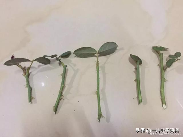 虎皮兰扦插没金边，芍药月季别播种，不然越长花越丑，掉价