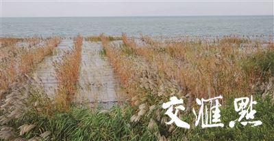湿地保护，江苏迈上新台阶