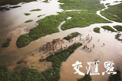 各地林草头条｜湿地保护，江苏迈上新台阶