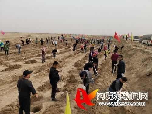 阿克苏四大绿化工程：柯柯牙，阿克苏河，渭干河，空台里克绿化工程