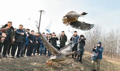 黄河岸边护鸟人