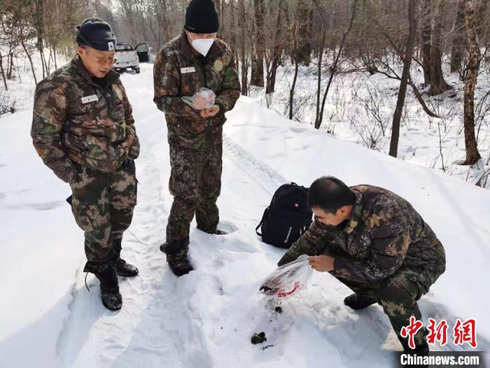 吉林黄泥河野生东北虎与人“面对面”