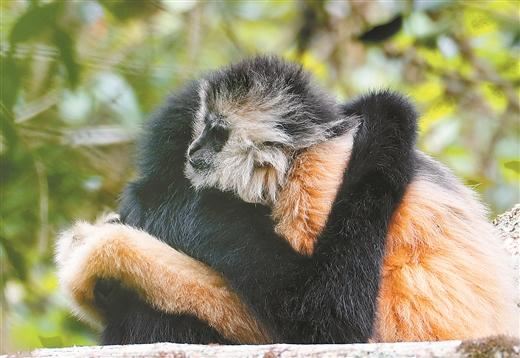 追踪东黑冠长臂猿