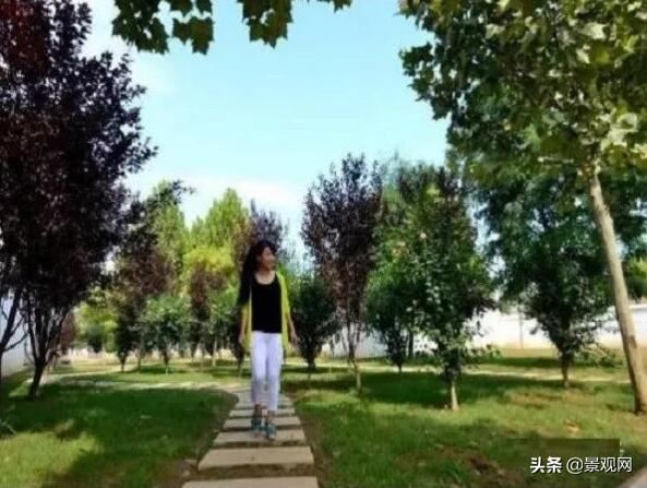 “美丽庭院”:四种类型庭院绿化植物配置