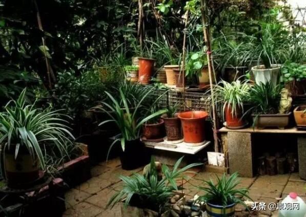“美丽庭院”:四种类型庭院绿化植物配置