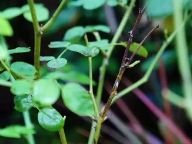 养月季花不懂修剪就白养了，开花一次后，花朵越开越小
