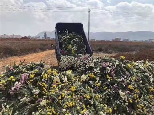 鲜花烂在地里太可惜！昆明呼吁年轻人助农“云”送花