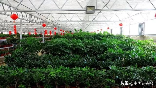 花企难受，植物想哭，疫情下种苗盆花绿植等受伤几何