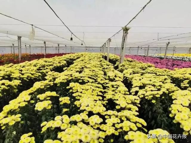 谁说情人节没有鲜花？请签收我为您种下的这片花海