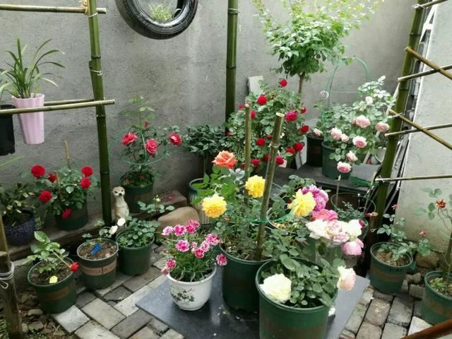 “穷人”专属养花法，他用三天时间，把废墟搞成复古小花园