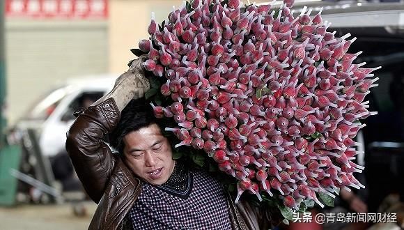 百万支鲜花被销毁 这个情人节云南花农平均亏过万