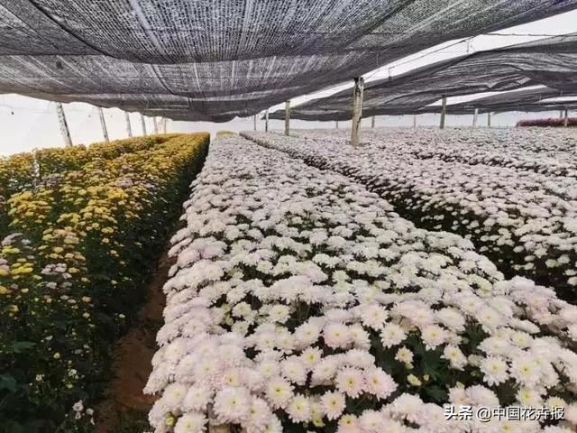 谁说情人节没有鲜花？请签收我为您种下的这片花海