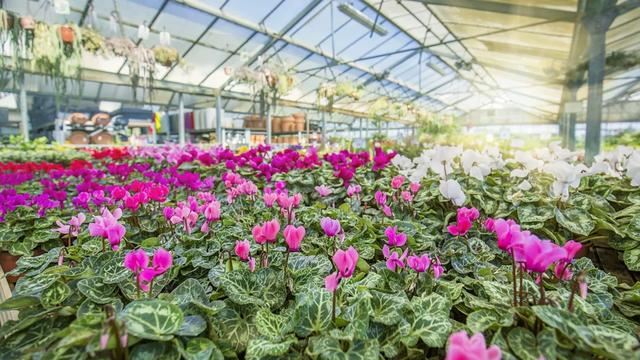  疫情下的情人节：鲜花无人问津拿来喂牛，一天百万枝玫瑰被销毁