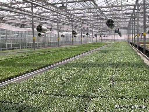 花企难受，植物想哭，疫情下种苗盆花绿植等受伤几何
