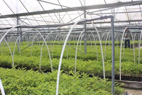 当前苗木市场最缺的6类苗木