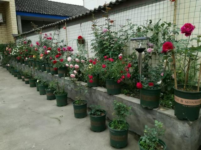 “穷人”专属养花法，他用三天时间，把废墟搞成复古小花园