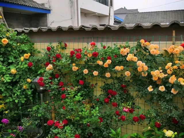 “穷人”专属养花法，他用三天时间，把废墟搞成复古小花园