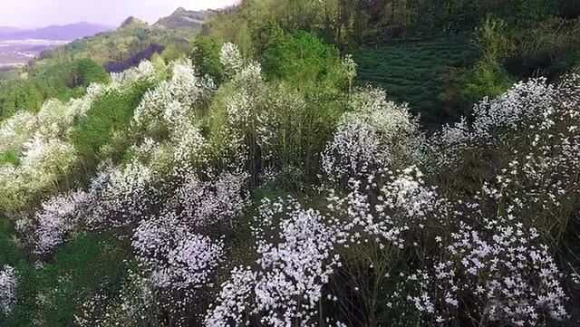 打造植物专类园，推荐用这些花木