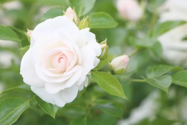 养月季花不懂修剪就白养了，开花一次后，花朵越开越小