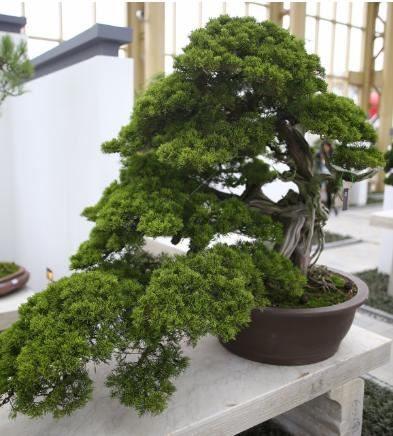 花木生意难做？有人却混得风生水起