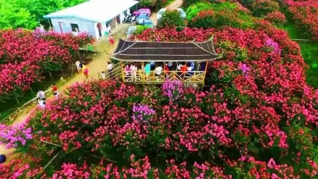 打造植物专类园，推荐用这些花木