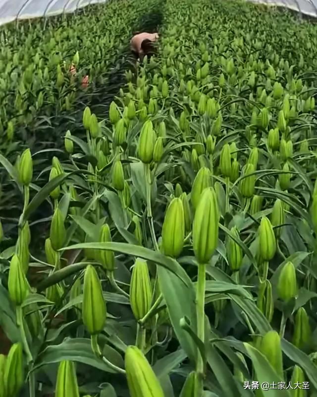 情人节到来，今年种鲜花的花农受疫情影响对他们打击也不小