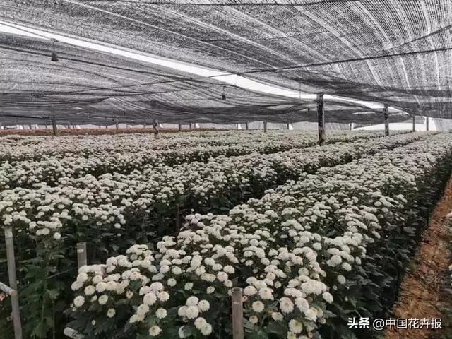 谁说情人节没有鲜花？请签收我为您种下的这片花海