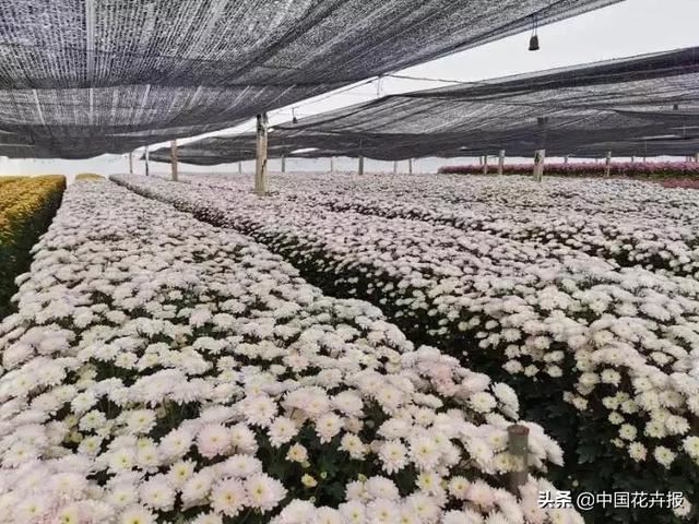谁说情人节没有鲜花？请签收我为您种下的这片花海