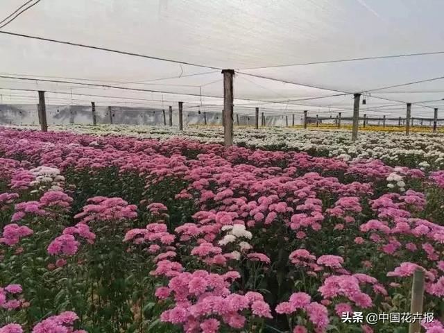 谁说情人节没有鲜花？请签收我为您种下的这片花海
