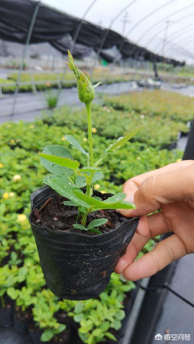月季大棚里养护和露天，有哪些不一样和要注意的？
