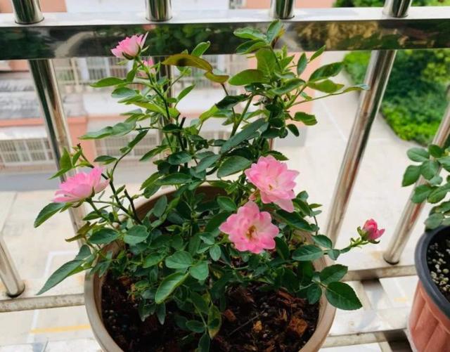 不知道栽种什么花好，就养上一盆天荷，5点做到位四季花开不断