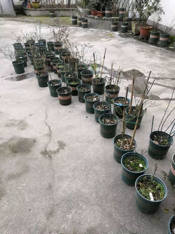 “穷人”专属养花法，他用三天时间，把废墟搞成复古小花园