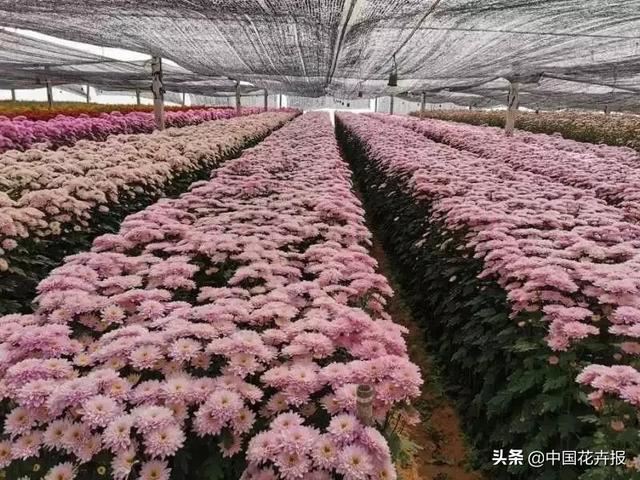 谁说情人节没有鲜花？请签收我为您种下的这片花海