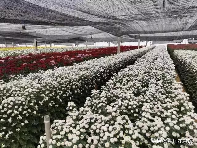 谁说情人节没有鲜花？请签收我为您种下的这片花海