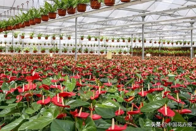 花企难受，植物想哭，疫情下种苗盆花绿植等受伤几何