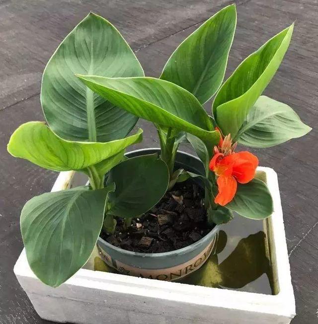 荷花就得用大缸种，施足肥料，开花又大又仙气