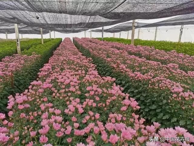 谁说情人节没有鲜花？请签收我为您种下的这片花海
