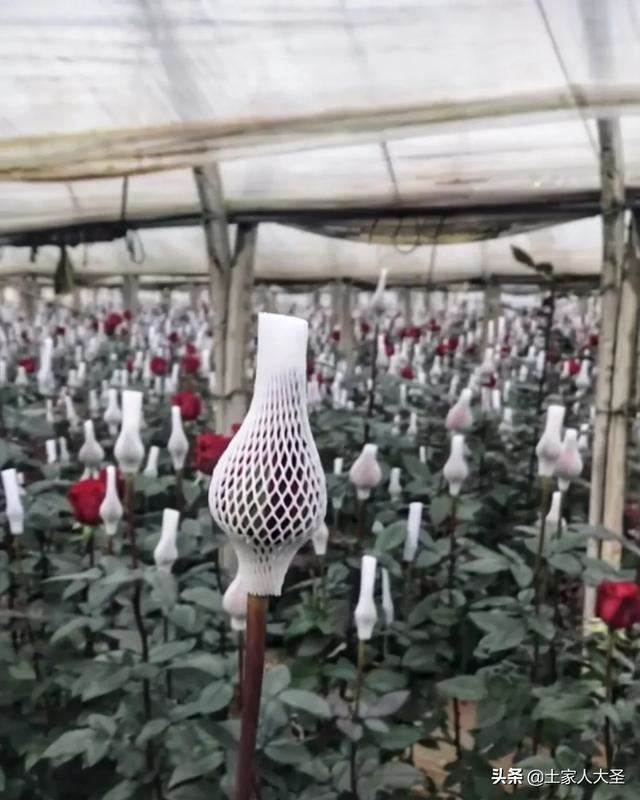 情人节到来，今年种鲜花的花农受疫情影响对他们打击也不小