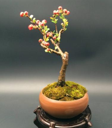 花木生意难做？有人却混得风生水起