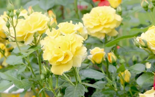 养月季花不懂修剪就白养了，开花一次后，花朵越开越小