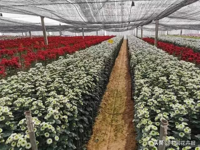 谁说情人节没有鲜花？请签收我为您种下的这片花海