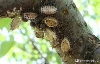 2020苗木人的5项减损通路和7条营销路径，科普分享做好新苗木营销