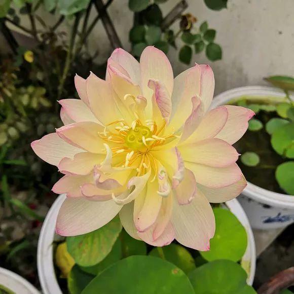 “穷人”专属养花法，他用三天时间，把废墟搞成复古小花园