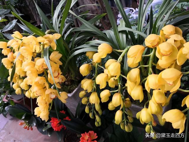 全国最大的鲜切花交易市场，因为新冠肺炎变的冷冷清清